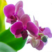 My orchid by elisasaeter