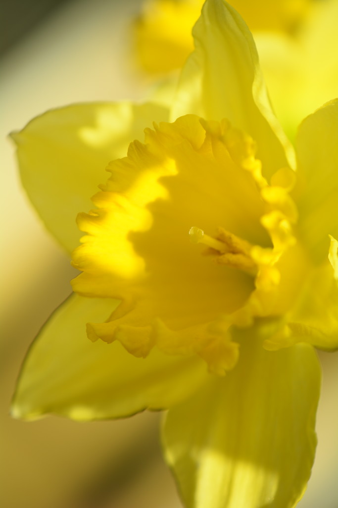 Dappled daffodil.... by ziggy77