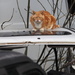 Cattidude on a hot tin roof? by s4sayer