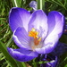 Crocus for the Children by jesika2