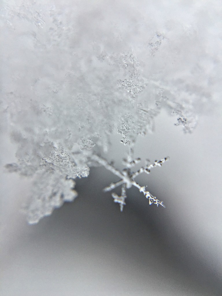 Thin snowflake. by cocobella