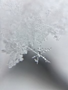 20th Mar 2018 - Thin snowflake.