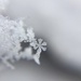 Snowflake. by cocobella