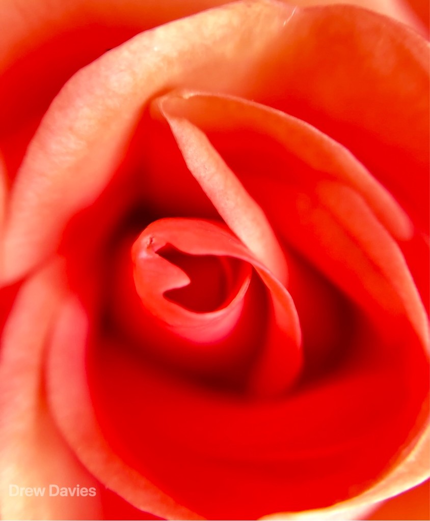 Orange rose by 365projectdrewpdavies