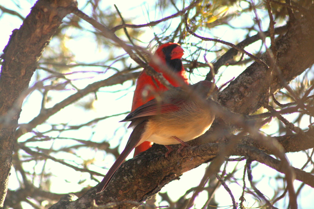 Mr and Mrs Cardinal looking pretty by bruni