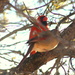 Mr and Mrs Cardinal looking pretty by bruni