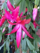 20th Mar 2018 - Easter-Blooming Christmas Cactus