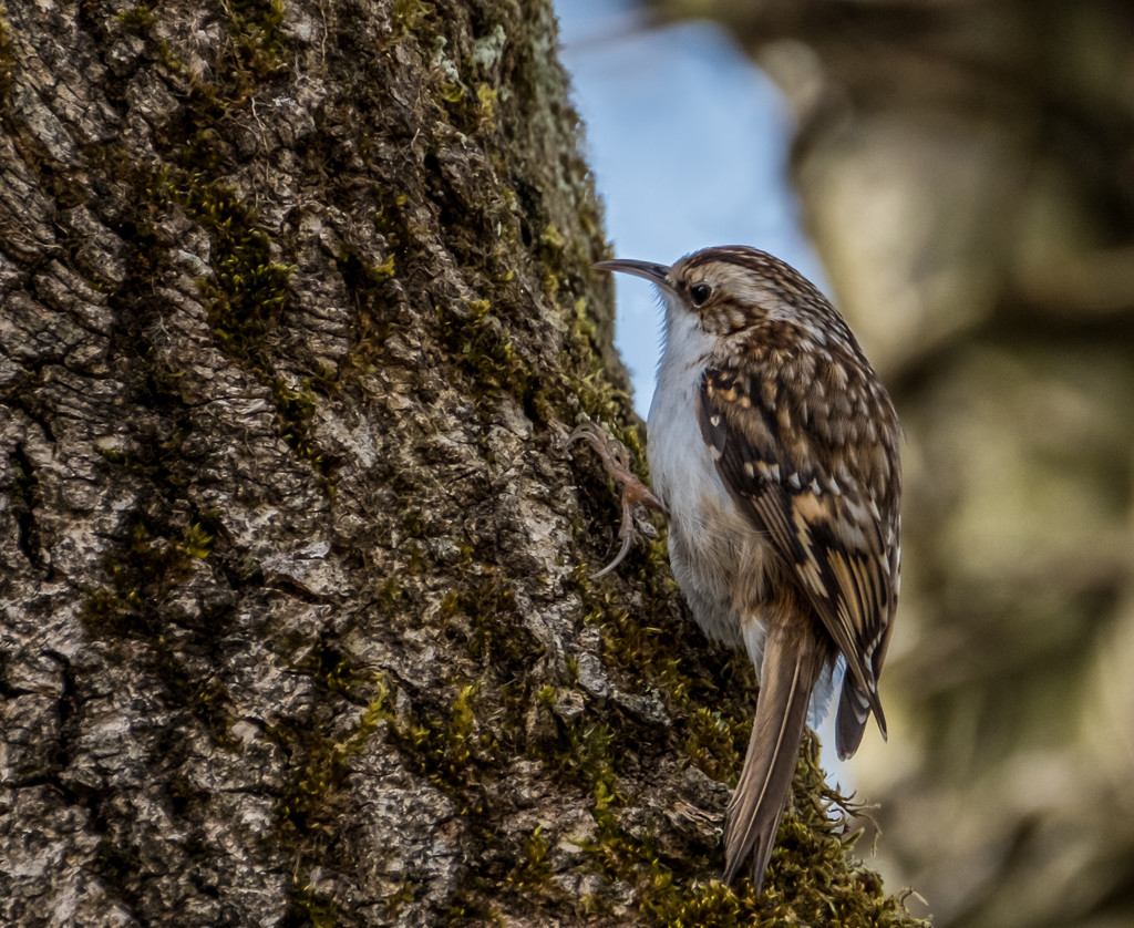 Tree creeper by inthecloud5