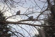 21st Mar 2018 - Pair of Mourning Doves