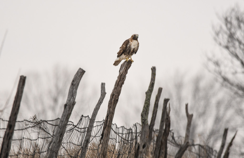 Hawk on a Rickety Fence by kareenking