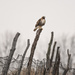 Hawk on a Rickety Fence by kareenking