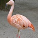 Flamingo by leggzy