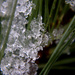 Day 186:  Ice On Pine Needles by sheilalorson
