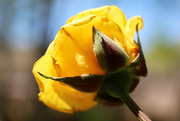 21st Mar 2018 - Yellow rose of Texas