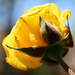 Yellow rose of Texas by ingrid01