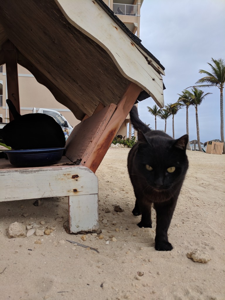 Cabana Cats by gratitudeyear