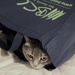 cat in the bag by edorreandresen
