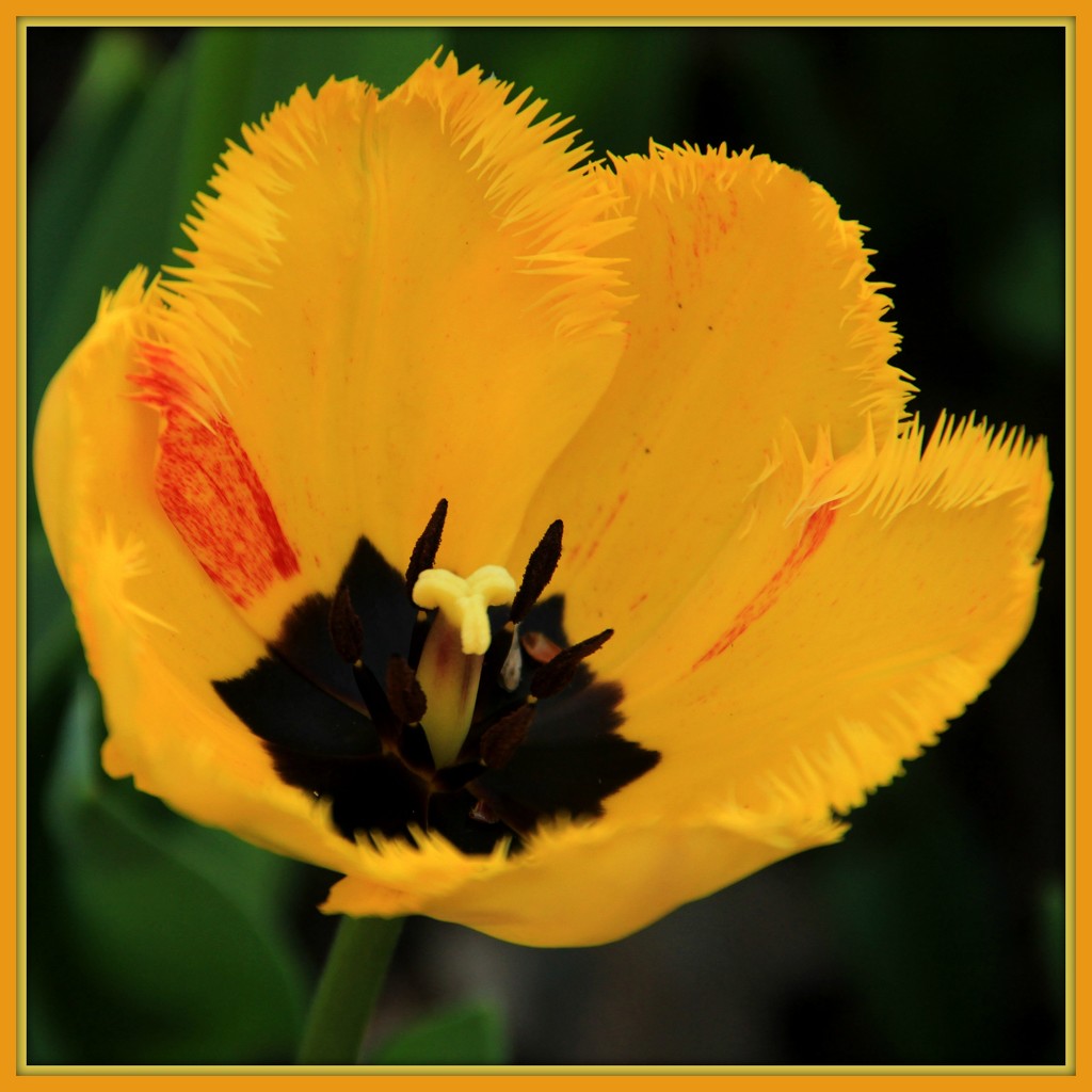 One of 150,000 Tulips by milaniet