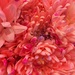 Pretty Pink Flowers by homeschoolmom
