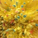 YELLOW flowers by homeschoolmom