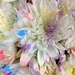 White rainbow flowers by homeschoolmom