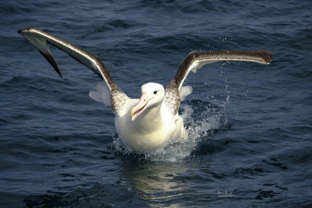 Albatross by dkbarnett