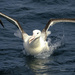 Albatross by dkbarnett
