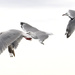 Seagulls by dkbarnett