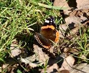 22nd Mar 2018 - First Butterfly