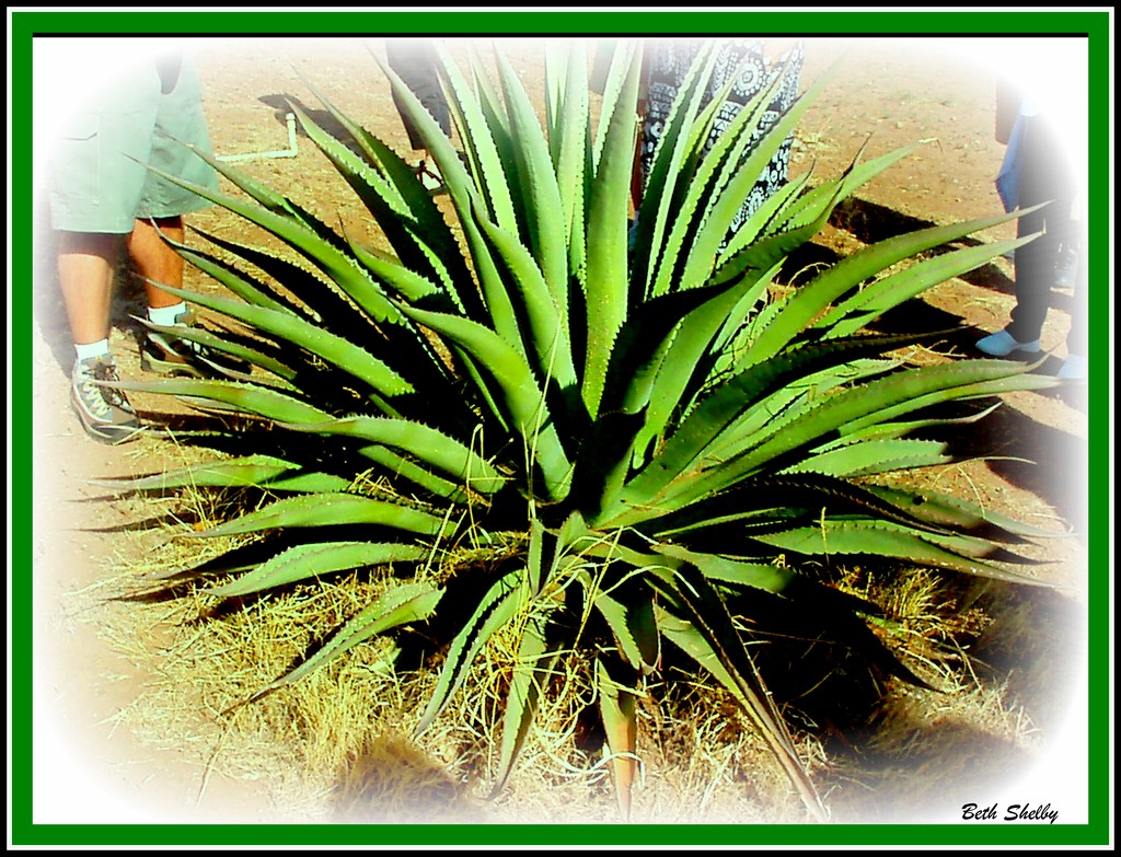 Agave, Source of Tequilla by vernabeth
