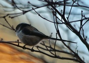 22nd Mar 2018 - Long tailed tit