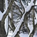 Snow on tree limbs by mittens