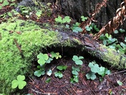 22nd Mar 2018 - St. Patrick’s day in the Redwoods