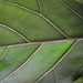 Leaf from behind. Green March 22 by caterina