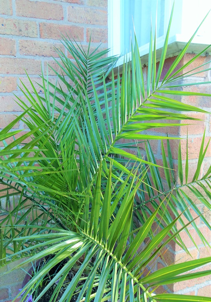 Potted Palm  by beryl