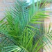 Potted Palm  by beryl