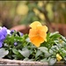 The pansies have survived by rosiekind
