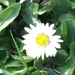 Daisy Flower by cataylor41