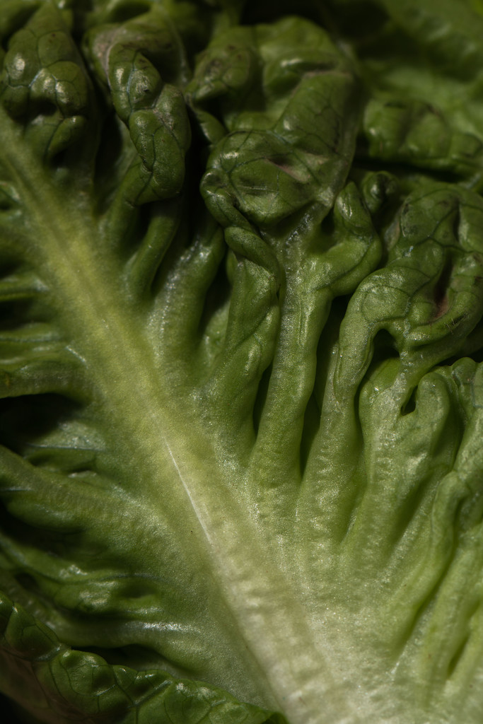 Lettuce by rumpelstiltskin