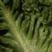 Lettuce by rumpelstiltskin