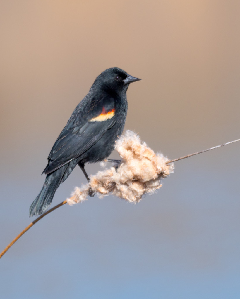 Red-winged Blackbird by the Water by rminer
