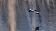 22nd Mar 2018 - Bufflehead in flight over water with reflection