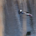 Bufflehead in flight over water with reflection by rminer