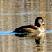 Ring-necked Duck by rminer
