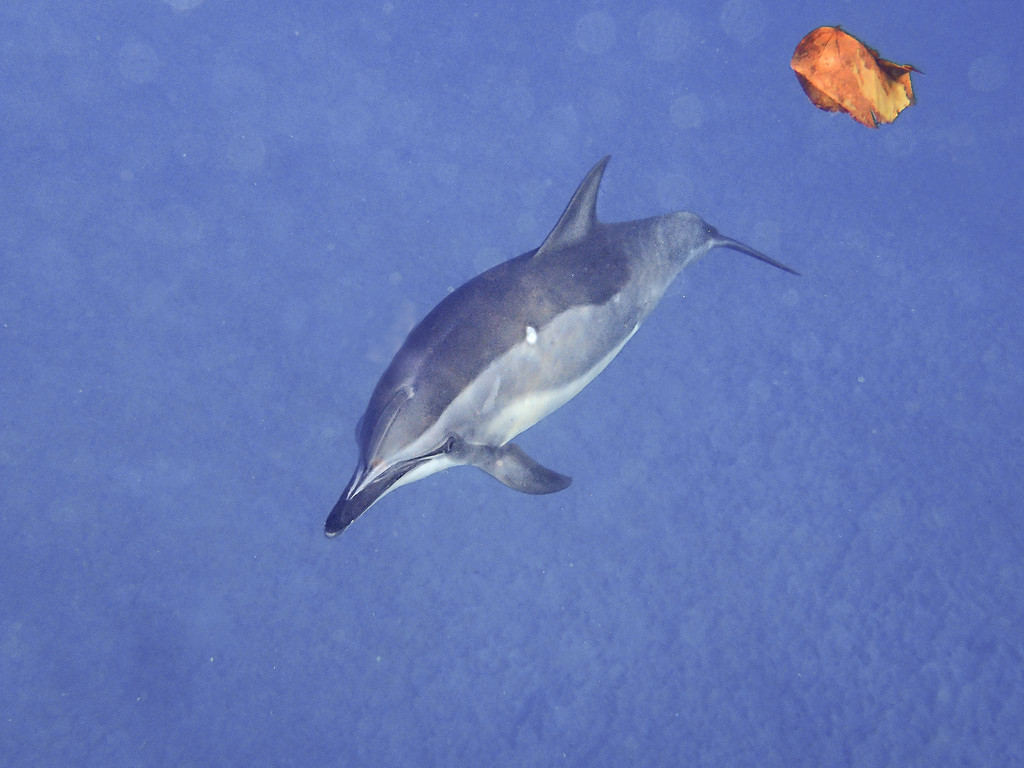 Dolphin About to Play with a Leaf by jgpittenger