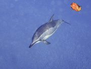 22nd Mar 2018 - Dolphin About to Play with a Leaf