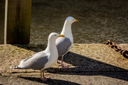 20th Mar 2018 - Gulls