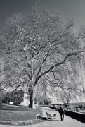 22nd Mar 2018 - Geneva tree