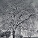 Geneva tree by vincent24