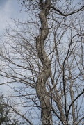 22nd Mar 2018 - Corkscrew tree...